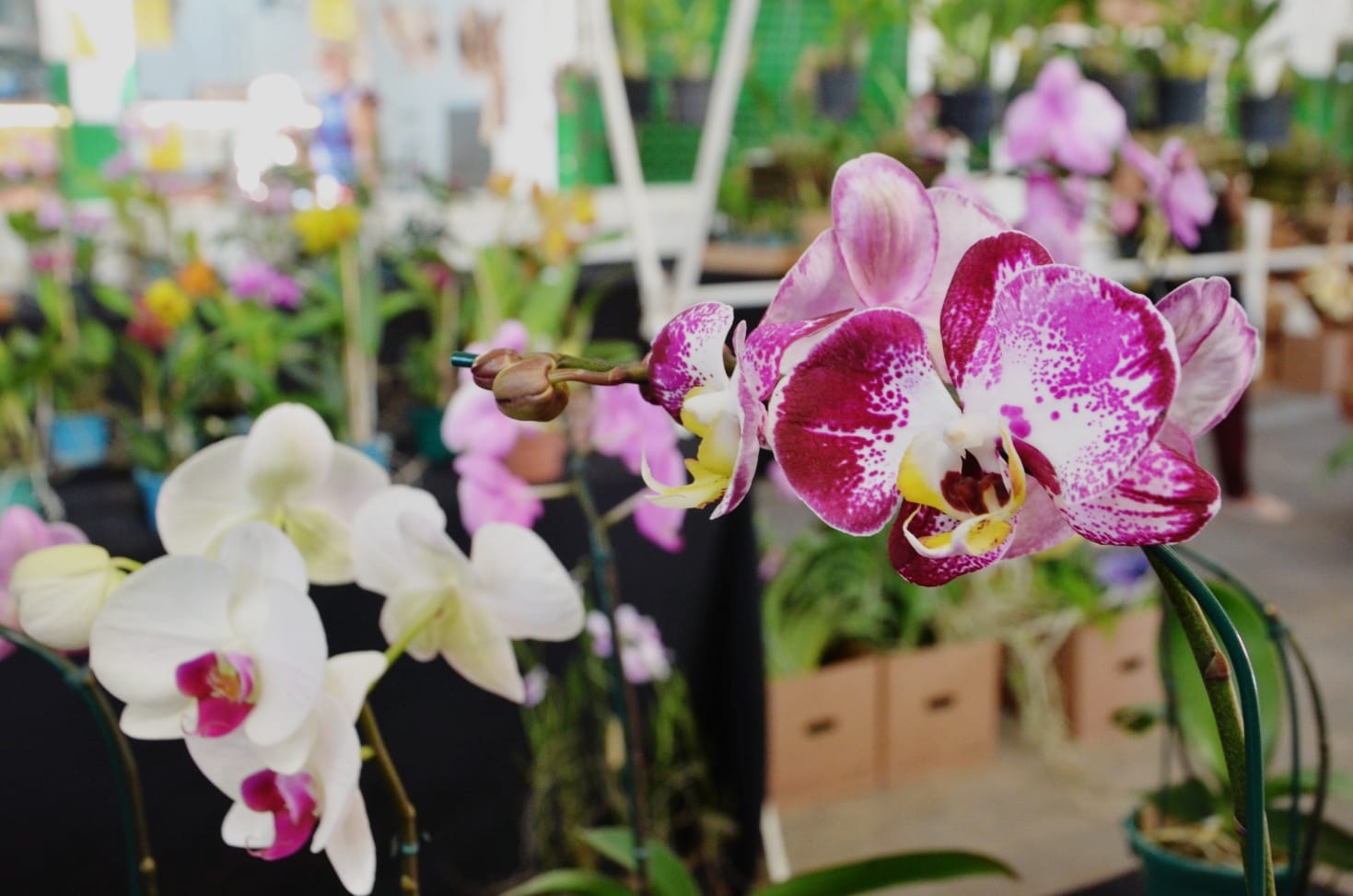 Mais de 30 gêneros de orquídeas estarão disponíveis