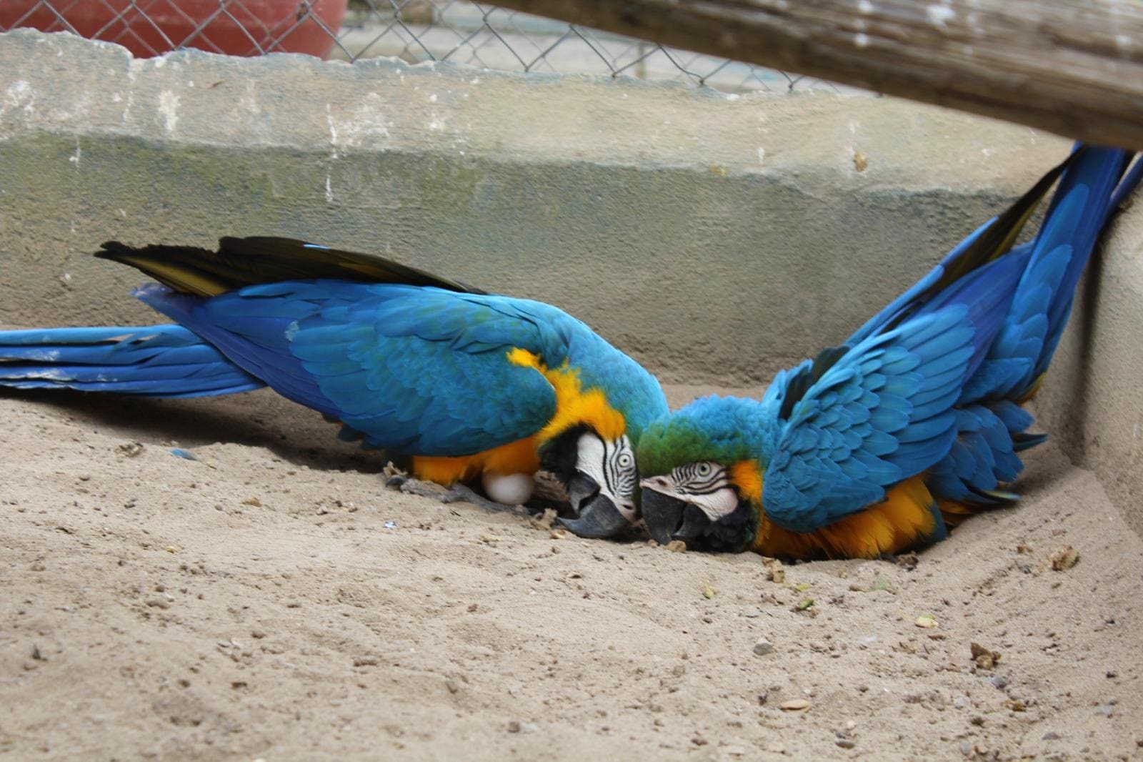 Arara-azul é uma das espécies ameaçadas de extinção que têm os ovos descartados