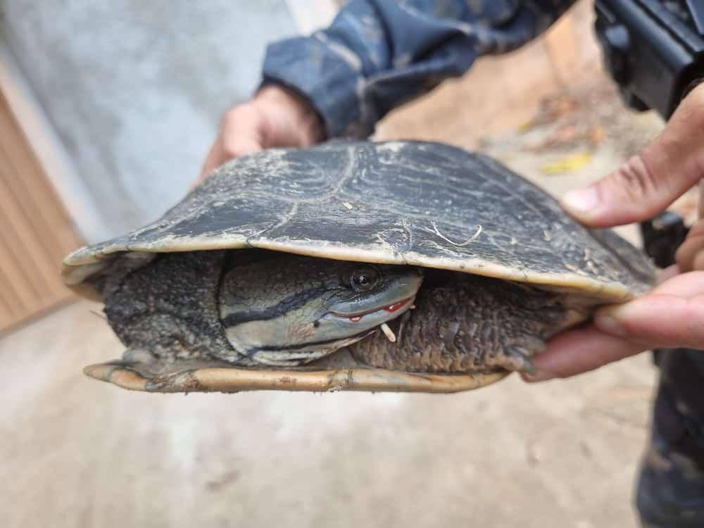 Presença de espécies da fauna silvestre em áreas urbanas tem sido cada vez mais comum em função do desmatamento crescente e do avanço das grandes edificações