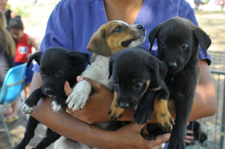 Cerca de 30 cães e gatos estarão disponíveis para a adoção responsável