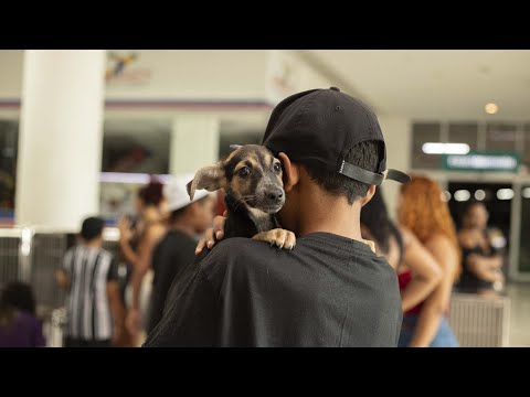 Sepa promove eventos de adoção de cães e gatos, adultos e filhotes, nos quatro sábados de janeiro